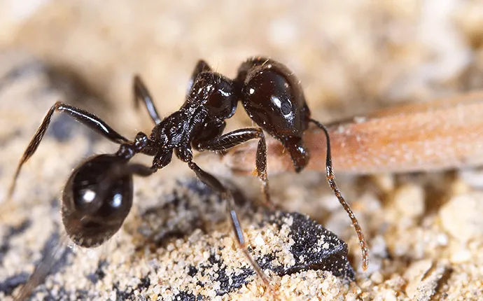 little black ant pest example