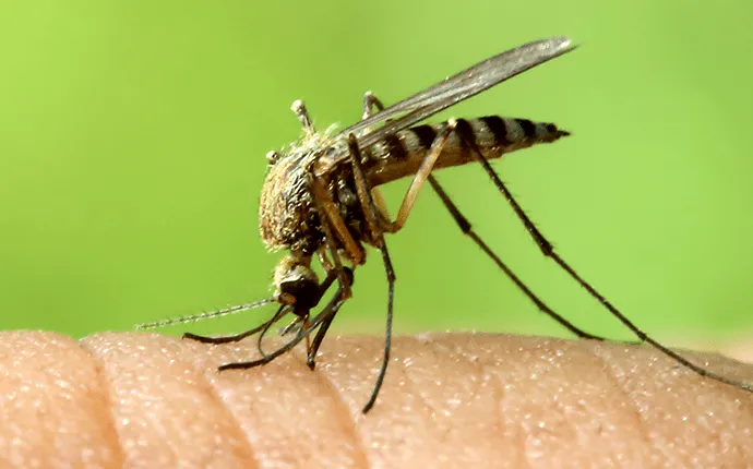 Lincolnton, NC mosquito Pest Control