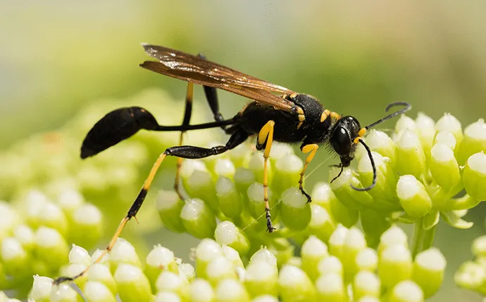 Mud Dauber wasp control