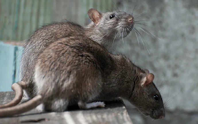 Norway Rats pest solutions