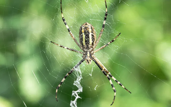 Orb Spider pest solutions