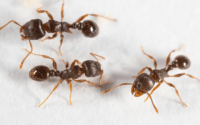 NC pavement ants treatments