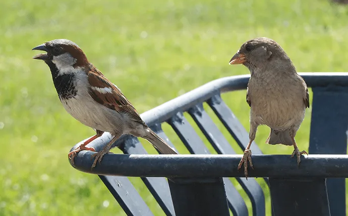 lenoir pest bird control