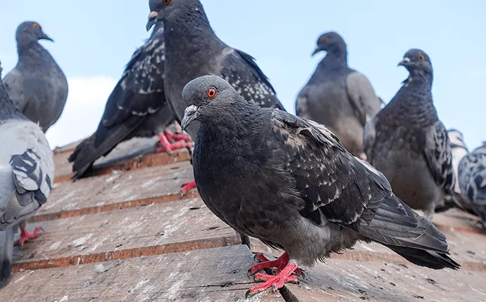 pigeons on roof