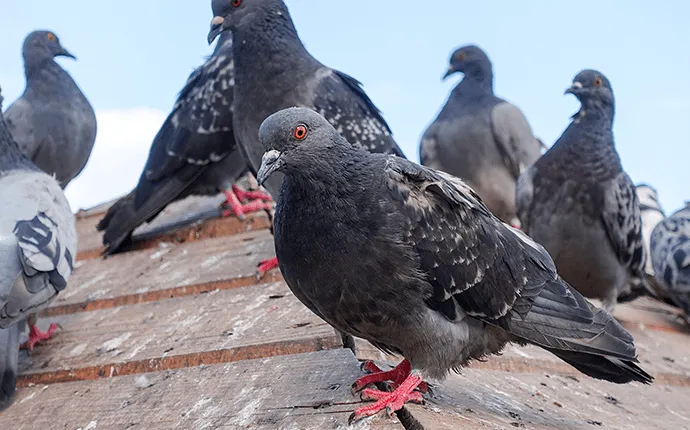 Pigeon Control in NC