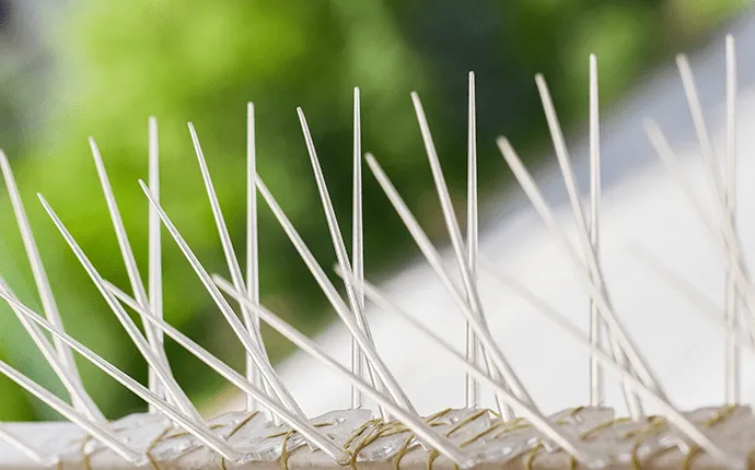 Spikes for bird control