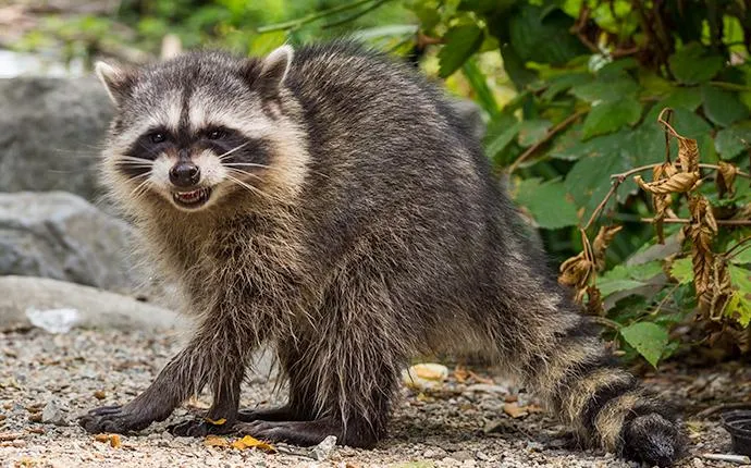 Gastonia NC raccoon solutions