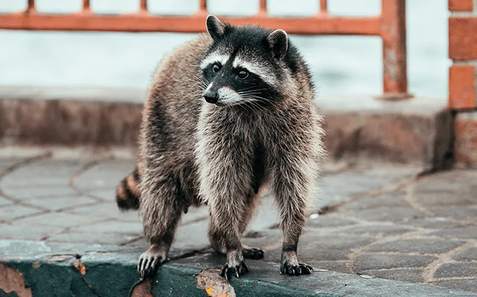 raccoon