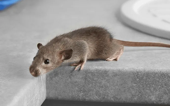 Rat pest control in NC