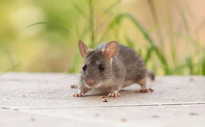 huntsville nc rodent control