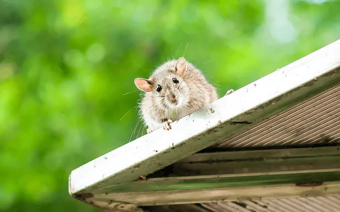 Roof Rat pest solution