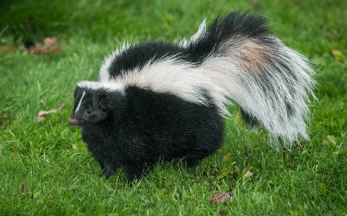 Skunk wildlife solutions