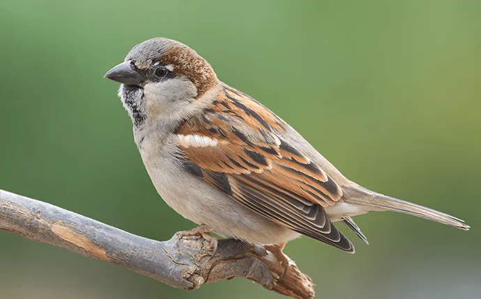 sparrow bird