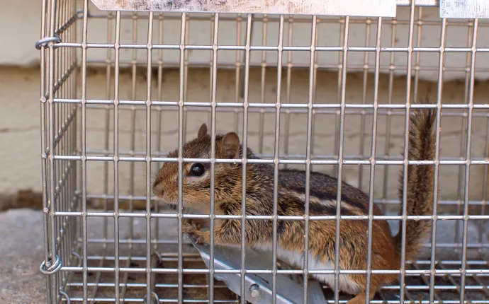 Wildlife Removal San Diego