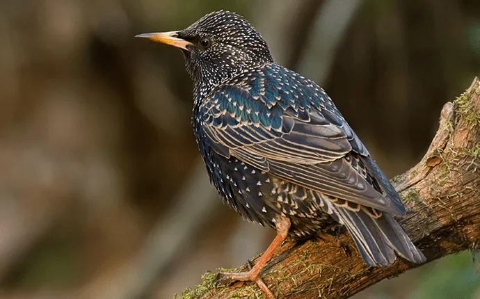 Starling bird solutions