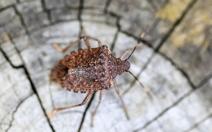 NC stink bug control services