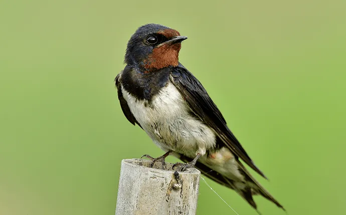 swallow bird solutions