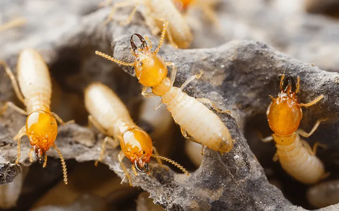 A-1 termite colony control in NC