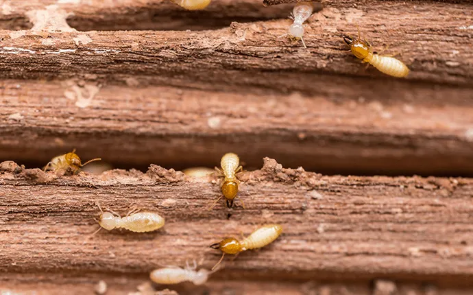 Hickory NC termite control