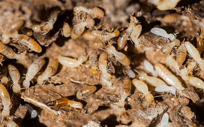 Statesville NC termite control