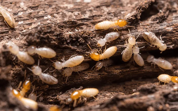 Picture of termite infestation