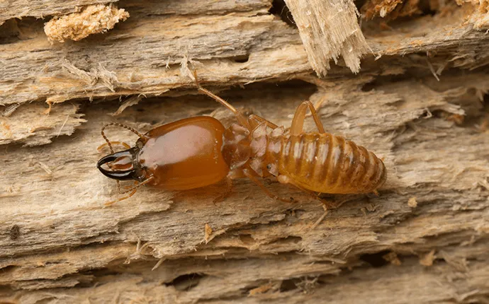 termite soldier extermination