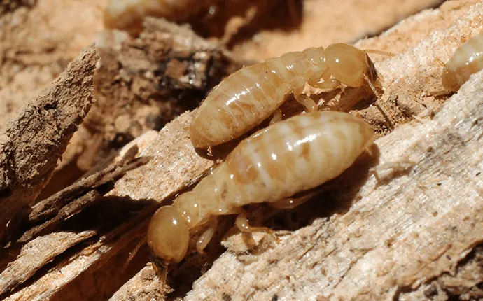 Termite pest example