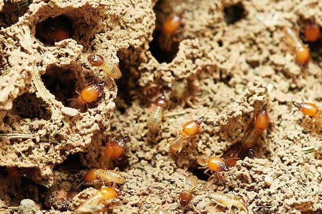 Picture of a termite infestation for the blog about what attracts termite swarms in North Carolina.
