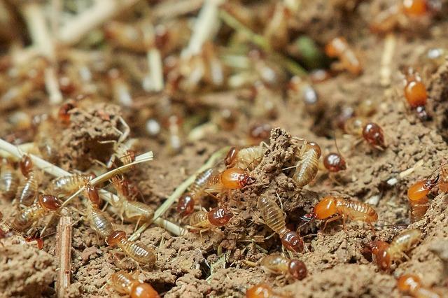 Termites in Basement