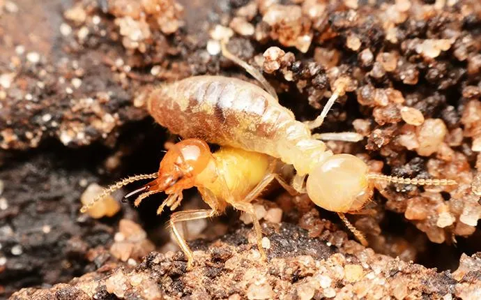Gastonia NC termite control