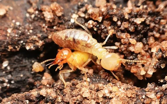 Huntsville NC termite control services