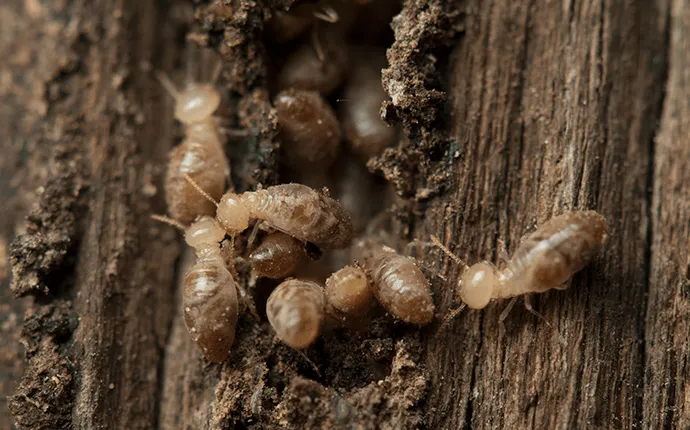 Wood Infested with Termites