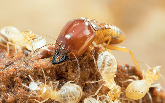 termites nest on wood