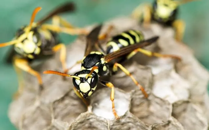 Yellow Jacket Wasp