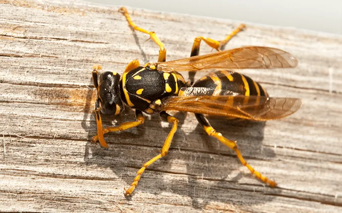 Yellow Jacket Wasp