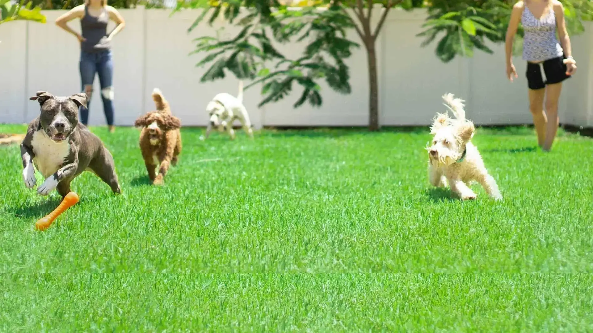 Dogs running in bug free backyard North Carolina Photo