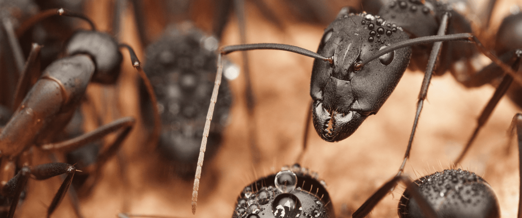 Ant Identification Guide | A-1 Pest Control Of North Carolina