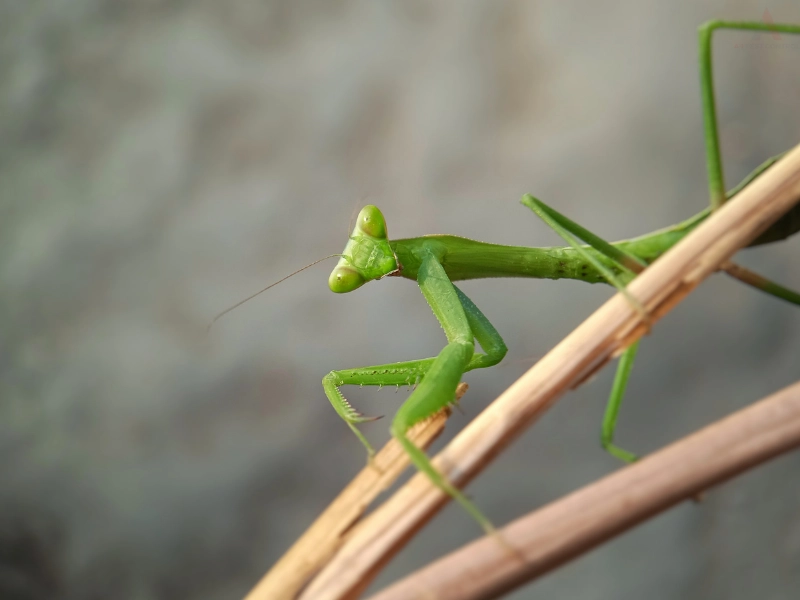 Praying mantis on stick.  Image complements the blog addressing benefits of praying mantis and answering are praying mantis are good for gardens 