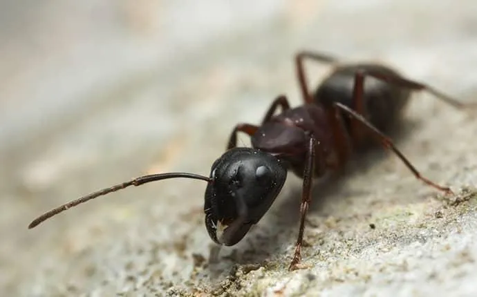 NC Carpenter Ants