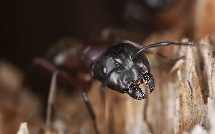 Carpet Ant Control