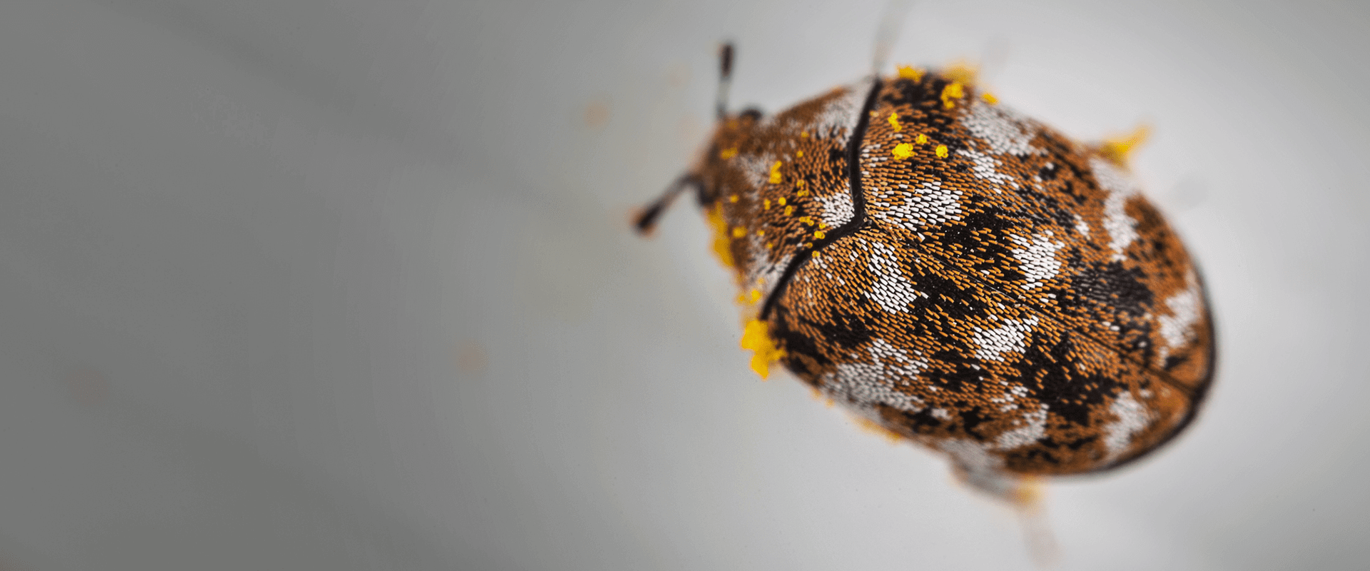 Carpet Beetle Identification Guide From A1 Pest Control