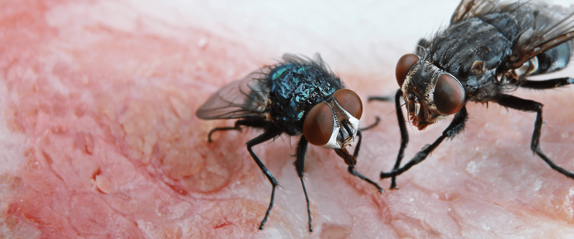 A1 Pest Control's Guide To Common Fly Types In NC