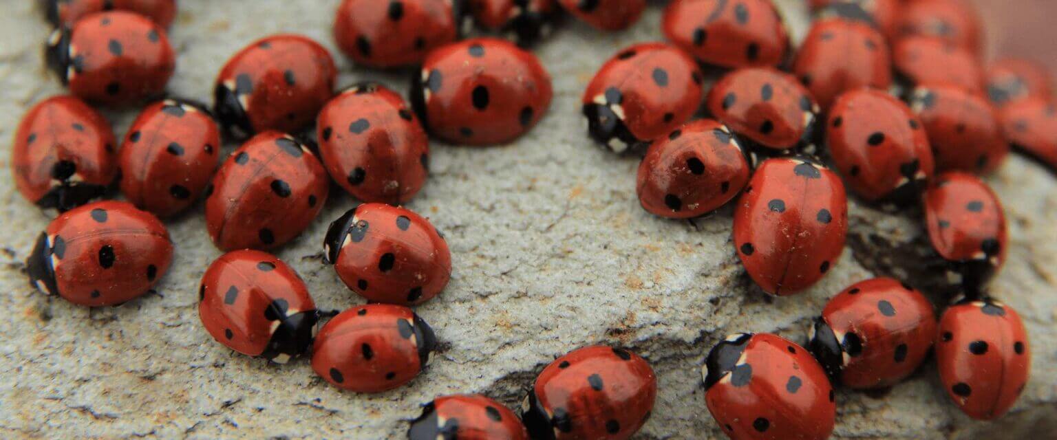 North Carolina Ladybugs Guide A1 Pest Identification