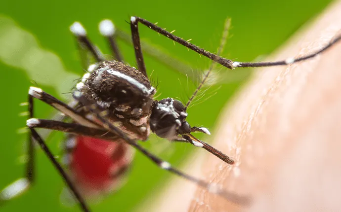Diseases Mosquitos Carry in North Carolina