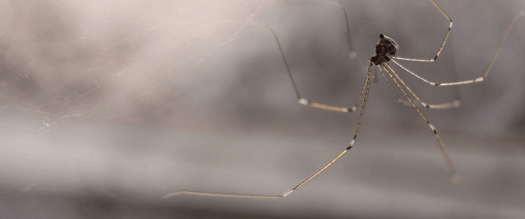 A-1's Guide To Venomous & Non-Venomous Spiders In NC