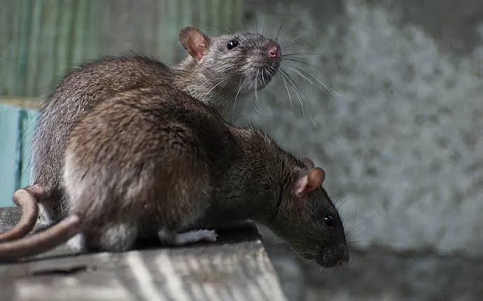 Picture of two rats in a North Carolina home.