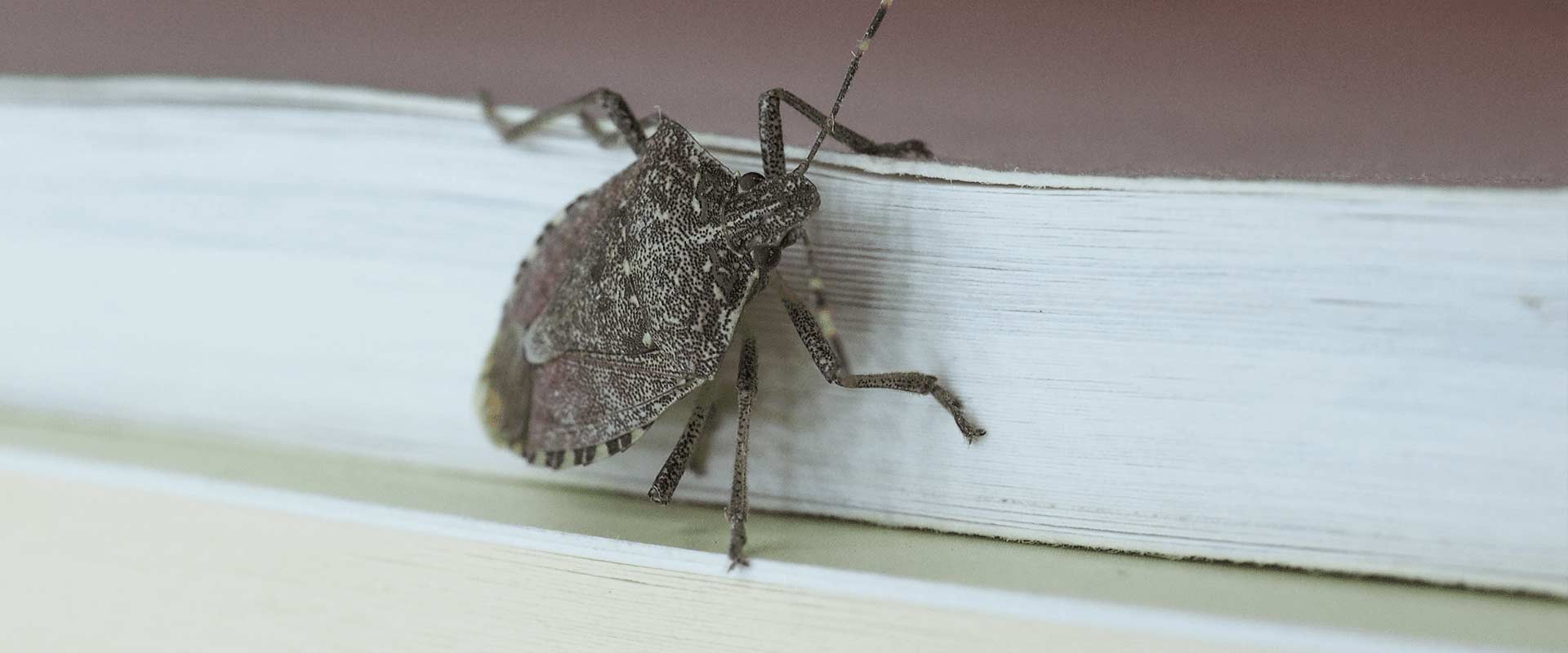 Identifying Stink Bugs and How to Prevent Infestation