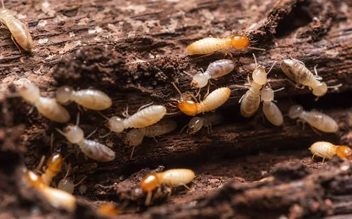 subterranean termites 