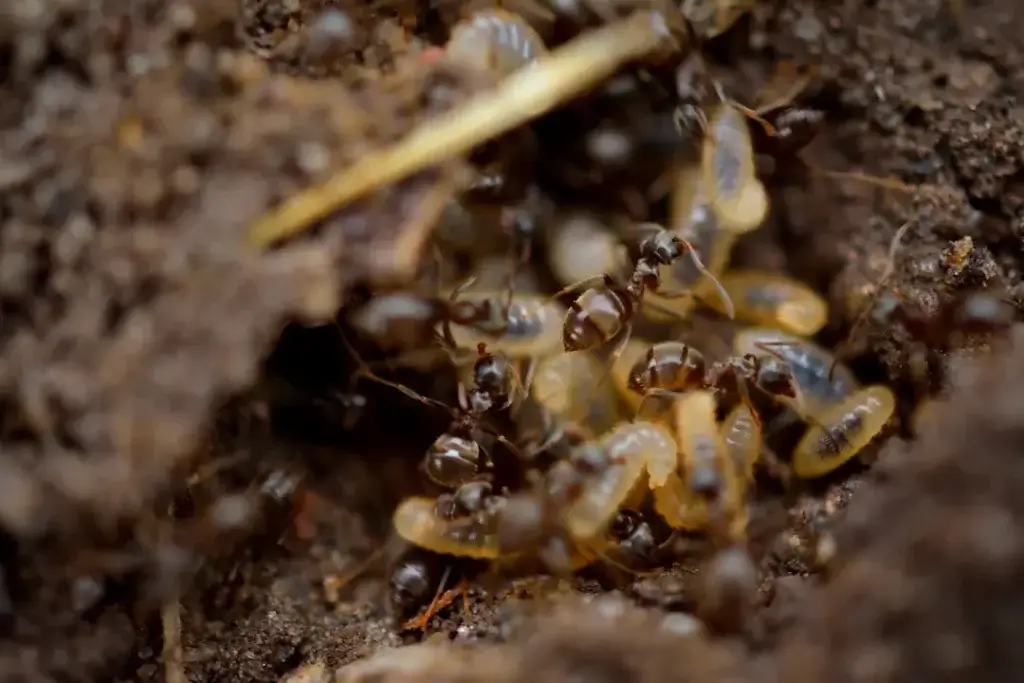 Types of termites that are common in North Carolina, plus, request a free inspection today. 