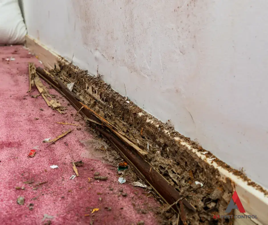 insects that look like termites